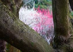 Temples, Shrines & Monasteries