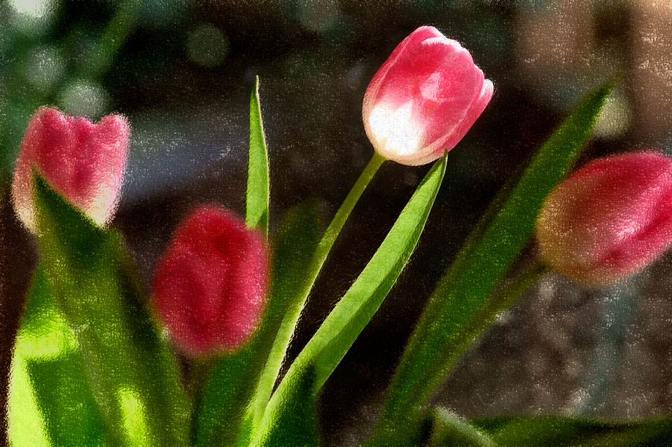 PinkTulips_03C2_4096px.jpg