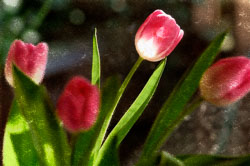 PinkTulips_03C2_4096px.jpg